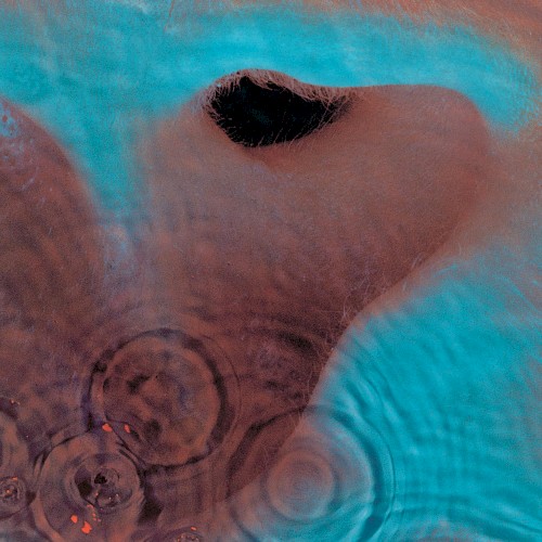 Cover of Meddle by Pink Floyd